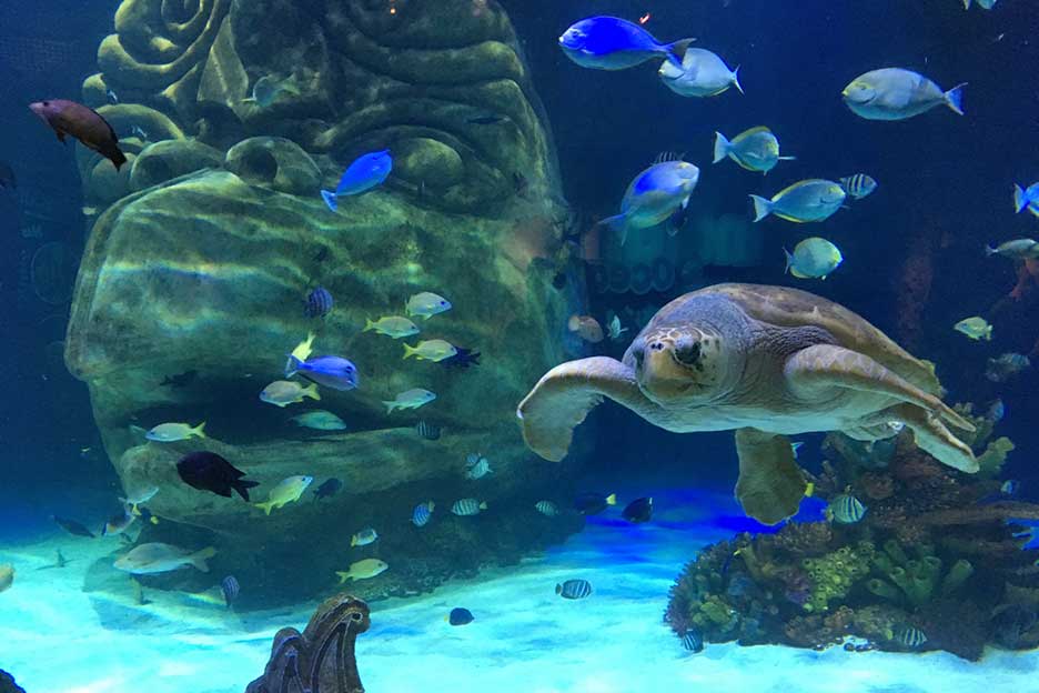 Aquarium turtle